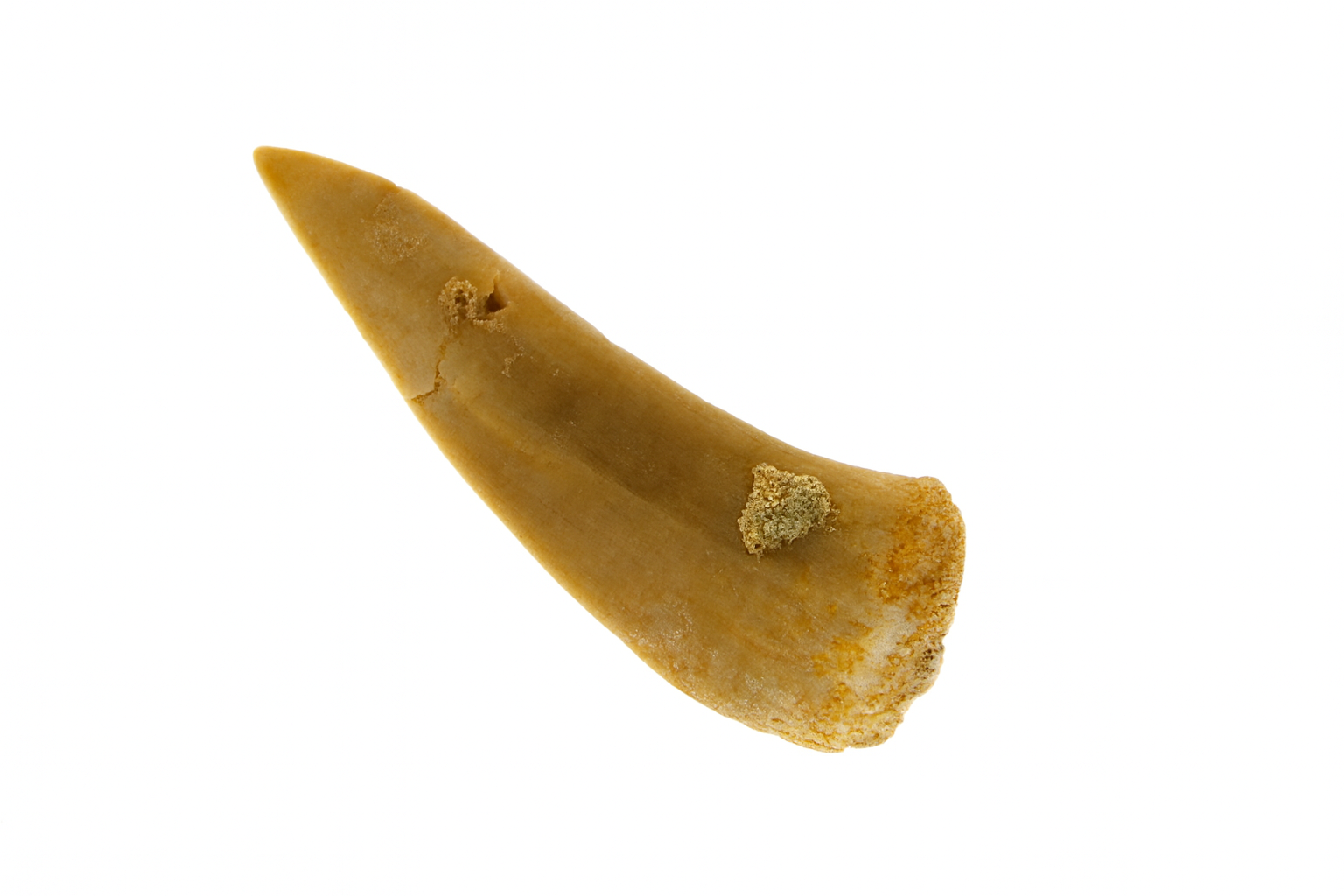 Salmon related Tooth.